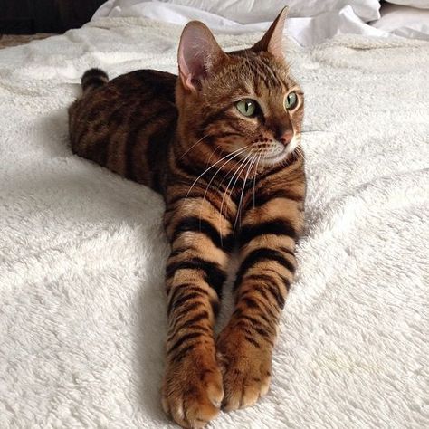 Domestic Tiger Cat: The Toyger Domestic Shorthair Cat, Tiger Striped Cat, Gato Bengali, Striped Cats, Toyger Cat, Shorthair Cat, Bengal Cats, Striped Cat, Domestic Shorthair