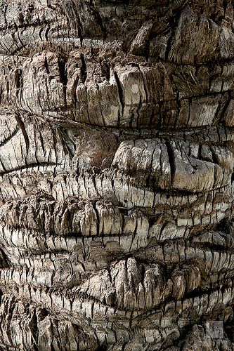 Palm tree trunk, San Antonio, Ibiza, Spain Tree Trunk Ideas, Palm Tree Trunk, Tree Trunk Drawing, San Antonio Ibiza, Trunk Ideas, Birch Tree Wallpaper, Scandinavian Christmas Trees, Oak Tree Tattoo, Earthy Textures