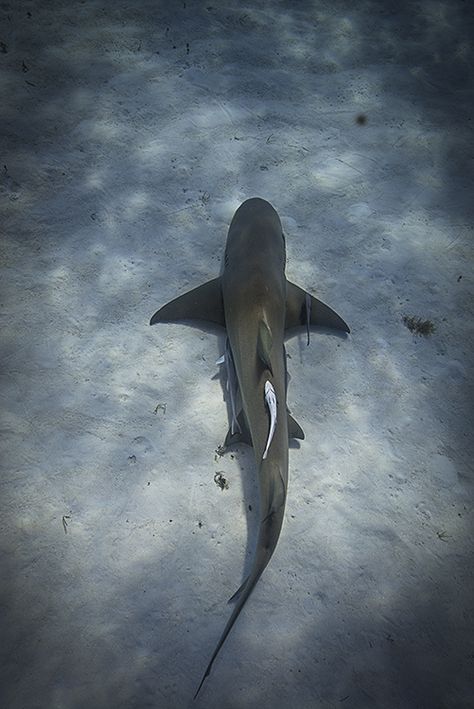 shark! Great White Shark From Above, Sharks From Above, Shark From Above, Fish From Above, Lemon Shark, Shark Facts, Shark Pictures, Salt Water Fish, Animals Sea