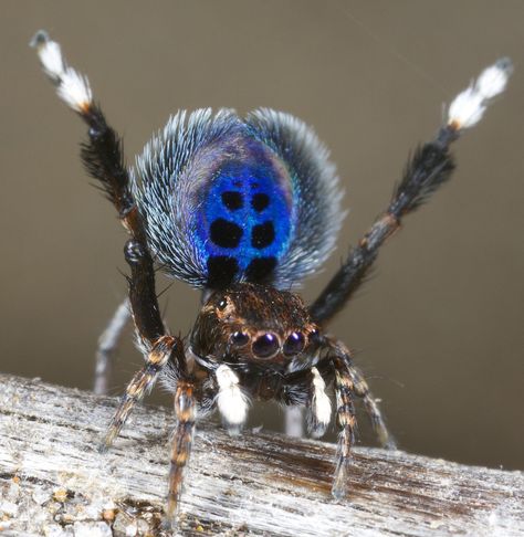 Peacock Spider, Arachnids Spiders, Dart Frog, Jumping Spider, Arthropods, Arachnids, Bugs And Insects, Visual Representation, Love Bugs