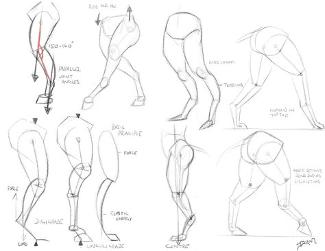 Goat Skeleton, Leg Reference, Human Body Drawing, Drawing Legs, Drawing Hands, One Point Perspective, Human Anatomy Drawing, Man Illustration, Anatomy Drawing