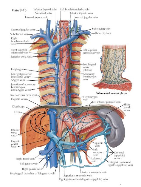 Venous Drainage of  Esophagus   The venous drainage of the esophagus is effected by tributaries that empty into the azygos and hemiazygos... Esophagus Anatomy, Charting For Nurses, Basic Anatomy And Physiology, Nurse Study Notes, Medical Laboratory Science, Medicine Student, Nursing School Studying, Medical School Studying, Medical School Essentials