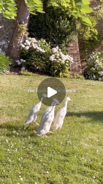 L E A H  L A N E on Instagram: "Welcome to The Silly Duck Series and meet Michael Flatley, one of our dancing ducks. 😅 Can the follower who suggested this name please stand up and take your kudos! 

Now… help us name the other 3 … answers on a 💌 below ⬇️ 

Hope this makes you smile today 🤍

#ducksofinstagram @michaelflatleyofficial #lordofthedance #smile #joy #countryliving" Michael Flatley, Dancing Duck, Silly Duck, Lord Of The Dance, You Smile, Make Me Happy, Ducks, Make You Smile, Stand Up