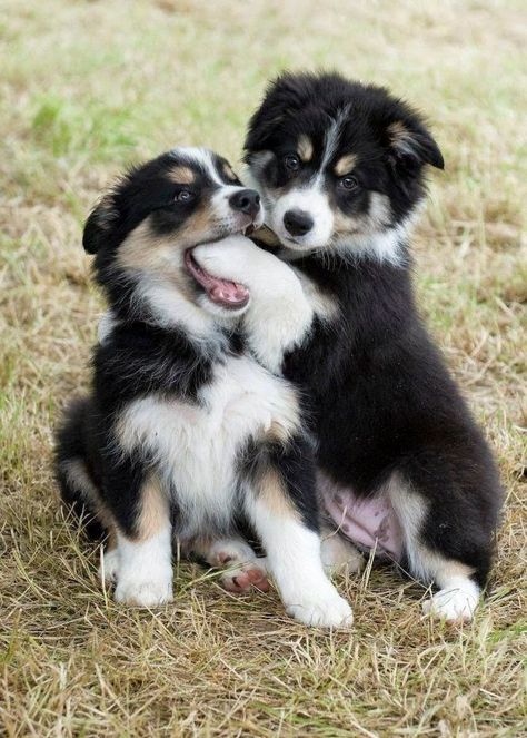 Border Collie, Puppies, Black And White, White, Black