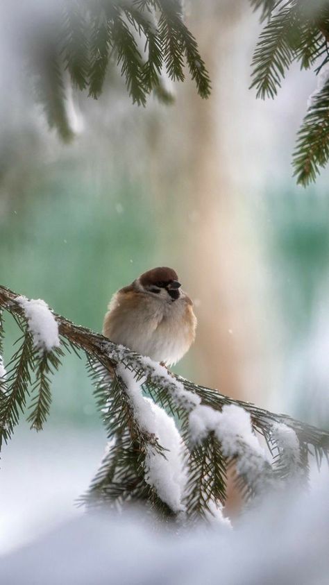 Winter Photography Nature, Winter Landscape Photography, Winter Images, I Love Winter, Winter Nature, Winter Bird, Winter Animals, Travel Adapter, Winter Magic