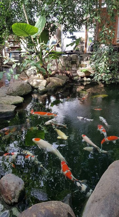 Koi pool Fish Ponds Backyard, Koi Pond Design, Fish Pond Gardens, Kolam Koi, Cheap Blinds, Goldfish Pond, Backyard Pond, Garden Pond Design, Pond Ideas