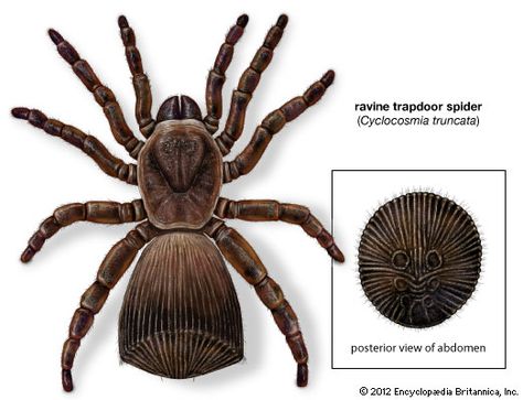 Ravine trapdoor spider (Cyclocosmia truncata). Trapdoor Spider, Crawling Animals, Spider Family, Arachnids Spiders, Spider Species, Dinosaur Images, Creepy Crawlies, Arthropods, Rare Animals