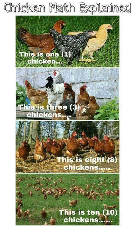 Chicken Math, Backyard Chicken Farming, Crazy Chicken, Chicken Chick, Chicken Garden, Crazy Chicken Lady, Chicken Lady, Baby Chickens, Chicken Coop Plans