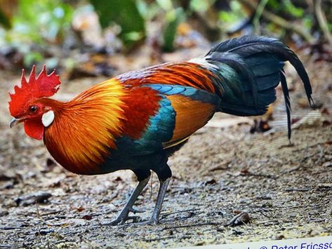 The red junglefowl (Gallus gallus) is a tropical bird in the family Phasianidae. It ranges across much of Southeast Asia and parts of South Asia. It was formerly known as the Bankiva or Bankiva Fowl. Jungle Fowl, Wild Chicken, Chicken Pictures, Chickens And Ducks, Beautiful Chickens, Turkey Chicken, Guinea Fowl, Tropical Bird, Tropical Birds