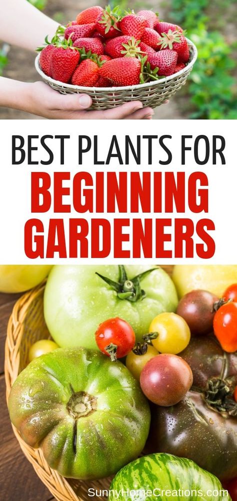 Beds Simple, Veggie Garden Beds, Veggie Garden Layout, Plants For Beginners, Garden Fruit, Vegetable Plants, Best Plants, Garden Veggies, Garden Balcony