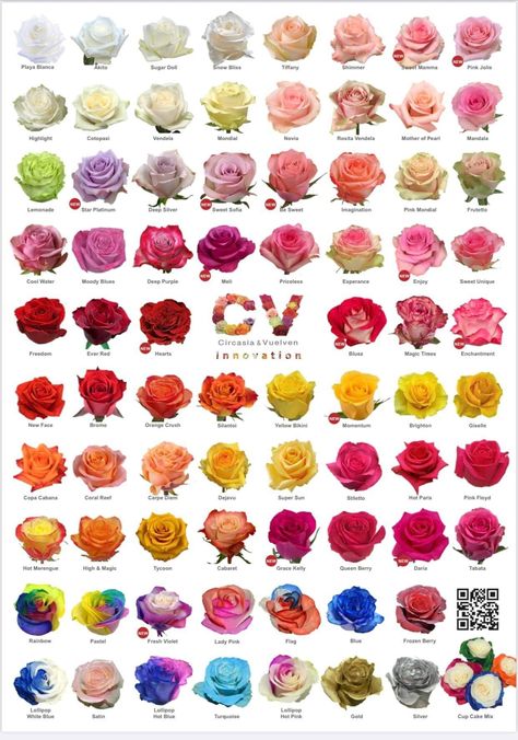 Different Kinds Of Roses, Type Of Roses Flowers, Types Of Roses Chart, Pretty Flowers And Their Names, Flowers And Their Names, Type Of Roses, Rose Species, Rose Color Meanings, Different Kinds Of Flowers