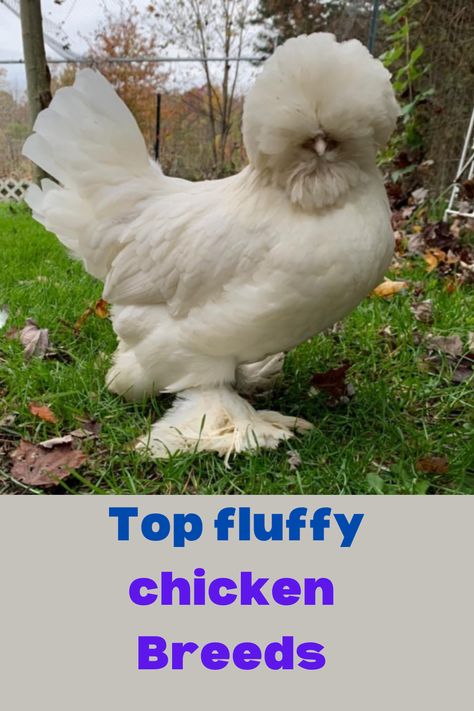 Meet the adorable, fluffy chicken breeds that will transform your backyard into a feathery paradise! Click to discover unique breeds like Silkies, Polish Chickens, Cochins, and more. Get all the insights on their weight, color, and care needs for a happier, fluffier homestead. #FluffyChickenBreeds #HomesteadingTips #BackyardFlock" Polish Frizzle Chicken, Polish Chickens Breed, Small Chicken Breeds, Fluffy Chickens, Polish Chickens, Utah Ranch, Frizzle Chickens, Cochin Chickens, Polish Chicken