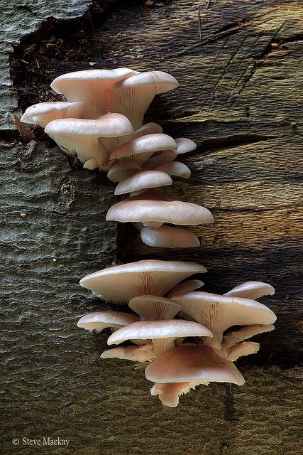 Mushrooms Mushroom Seeds, Beautiful Mushrooms, Lichen Moss, Mushroom Pictures, Nourish Your Soul, Snow In Summer, Oyster Mushroom, Oyster Mushrooms, Plant Fungus