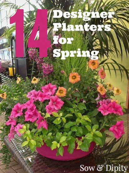 Time to make the garden pretty! These designer planter ideas are sure to inspire you. #springgarden #planters #outdoorideas #grow There's a formula to planters, Filler. Spiller. Thriller. A tall element like a small shrub or grass is surrounded with a filler such as petunias ore geraniums. The spiller falls over the edge of the planter like a lobelia or bacopa. Try mixing in some tropical plants that would otherwise be a house plant for interesting combos. This bright planter use… Thriller Filler Spiller Ideas, Moss Wreath Diy, Fairy Lights In Trees, Window Boxes Diy, Gardening Indoors, Gutter Garden, Cedar Planter Box, Garden Frogs, Planter Project