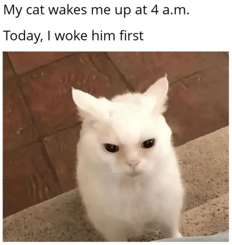 Cat Memes Funny, Cat Parents, Cute Cat Memes, Cheezburger Cat, Parenting Fail, Cat Parenting, Hunter Anime, Silly Animals, Funny Cat Memes