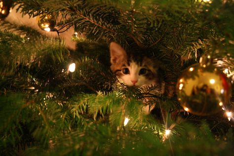 Christmas Cat Wallpaper Laptop, Christmas Medium Widget, Cat Banner, Christmas Desktop Wallpaper, Christmas Tree Wallpaper, Christmas Desktop, Profile Wallpaper, Cat Christmas Tree, Cat Background