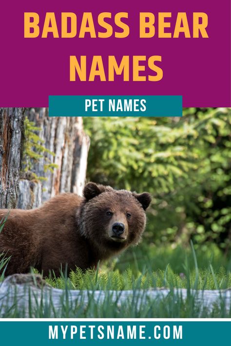 Our list of Badass bear names contains loads of tough names for your pet that is unafraid to take on any challenge. Many of our monikers begin with ‘B’, like ‘Barret Bear’, as we love alliteration and making our ideas sound great! Take a look now!  #bearnames #badassbearnames #namesforbears Names For Teddy Bears, Stuffed Animal Names, Polar Bear Names, Cool Pet Names, Cartoon Characters Names, Cute Animal Names, Cute Pet Names, Male Bear, Bear Names