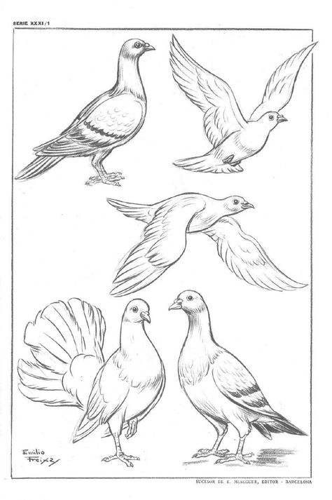 Bird Sketch, Animal Drawings Sketches, Basic Drawing, Bird Artwork, Arte Sketchbook, Pencil Art Drawings, Animal Sketches, Arte Animal, Arte Fantasy