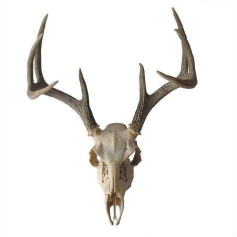 Weathered Deer Skull with Antlers (€235) ❤ liked on Polyvore featuring home, home decor, fillers, animals, decor, objects, backgrounds, decorative objects, skull home decor and deer antler home decor Table Deer Skull, Skull Hooker Trophy Tree, Steer Head Over Fireplace, European Skull Mount Hanger, Antler Home Decor, Deer Skull With Antlers, Skull With Antlers, Deer Antler Decor, Skull Reference