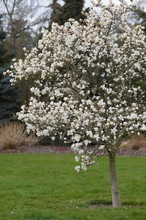 Drought Garden, Magnolia Garden, Magnolia Gardens, Magnolia Tree, Mercer Island, White Magnolia, Magnolia Trees, Diy Landscaping, Small Trees