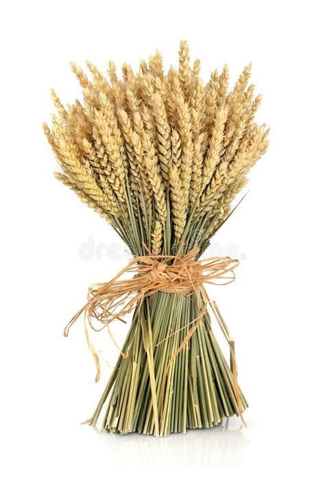 Wheat Bundle. Tied with raffia over white background , #Sponsored, #Tied, #Bundle, #Wheat, #background, #white #ad Wheat Drawing, Wheat Bundle, Corn Dolly, Fields Of Gold, Wheat Fields, Zodiac Art, Flower Clipart, Recipe Images, Floral Display