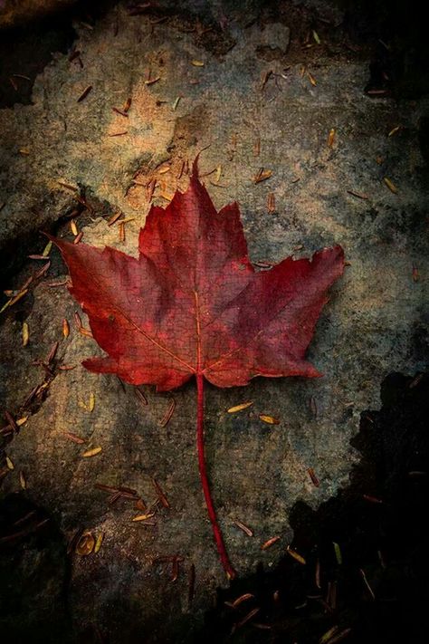 By Ron Germundson Plain Book Page Aesthetic, Iphone Wallpaper Usa, Canada Leaf, Maple Leaf Art, Canada Tattoo, Autumn Leaves Wallpaper, Autumn Leaves Art, Krishna Hd, Travel Collage