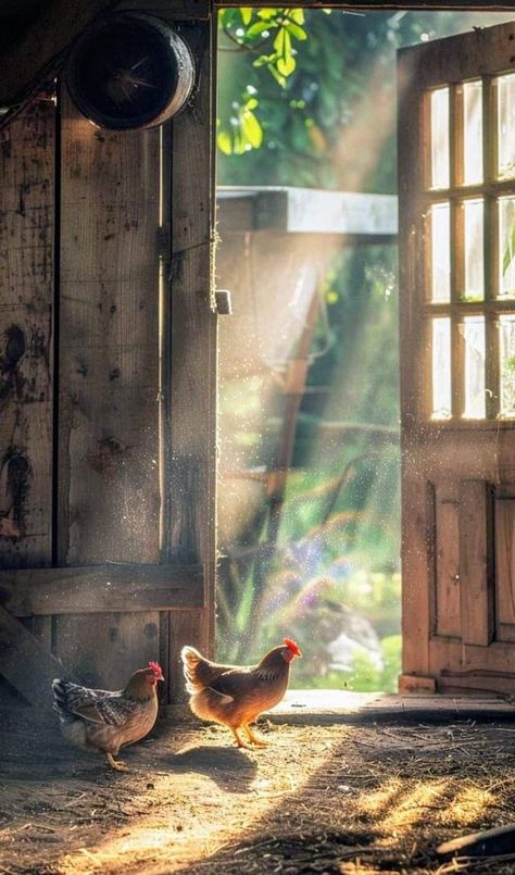 Chicken Care, Seasoned Chicken, Farm Lifestyle, Sustainable Community, Farm Cottage, Backyard Chickens, Healthy And Happy, Chicken Farm, Garden Items