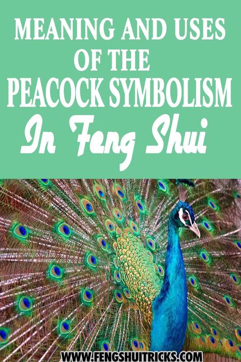 Feng shui is deeply connected to nature and aspires to help people live more harmoniously with it, including animals, plants, and flowers. One of Feng Shui’s strong connections with nature is the peacock. The Peacock bird is significant in Feng Shui. In this post, you'll learn the meaning and uses of the peacock symbolism in Feng Shui Peacock Decorating Ideas, Peacock Symbolism, Peacocks Bird, Peacock Feather Decor, Feng Shui Money Frog, Peacock Bedroom, Money Frog, Feng Shui Basics, Connected To Nature