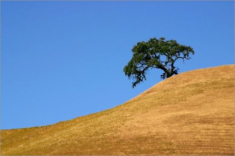 Northern California foothills around Mt. Diablo.  Spent lots of time walking these types of places as a kid.  We would use cardboard to "sled" these hills when the grass was dry. California Trees, Oak Savanna Landscape, Antioch California, Drive Through Tree California, Mount Baldy California, Southern California Mountains, California Hills, Contra Costa County, East Of Eden