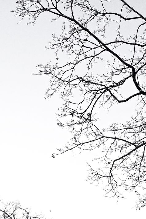 Last remnants of winter... | IG: @hauteatheart �숲 사진, Architecture Concept Diagram, Iphone Wallpaper Hipster, Tree Sketches, Black And White Tree, Dark Art Drawings, Cute Photography, Japanese Flowers, Tree Silhouette