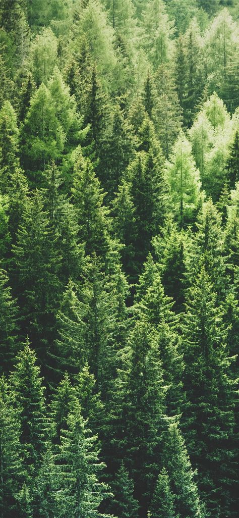 green pine trees in forrest Tree Hd Wallpaper, Tree Wallpaper Iphone, Pine Trees Forest, View Wallpaper, Iphone Wallpaper Images, Forest Wallpaper, Tree Wallpaper, Tree Forest, Pine Forest