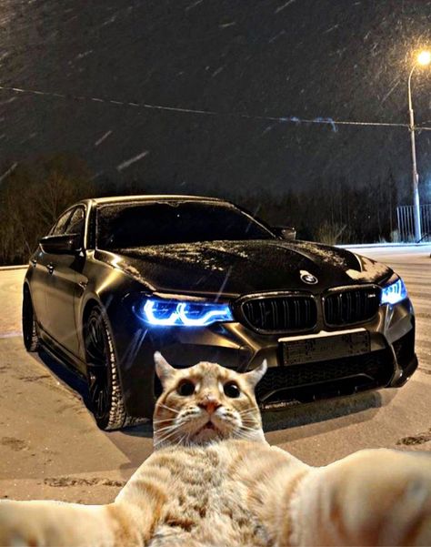 Serie Bmw, Cat Profile, Funny Cat Wallpaper, Bmw Wallpapers, Cat Background, Cat Selfie, Funny Animal Photos, Silly Cats Pictures, Cat Icon