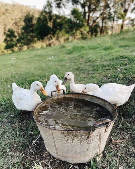 Goose House, Farm Lifestyle, Future Farms, Farms Living, Down On The Farm, Hobby Farms, Country Farm, Farm Yard, Slow Living