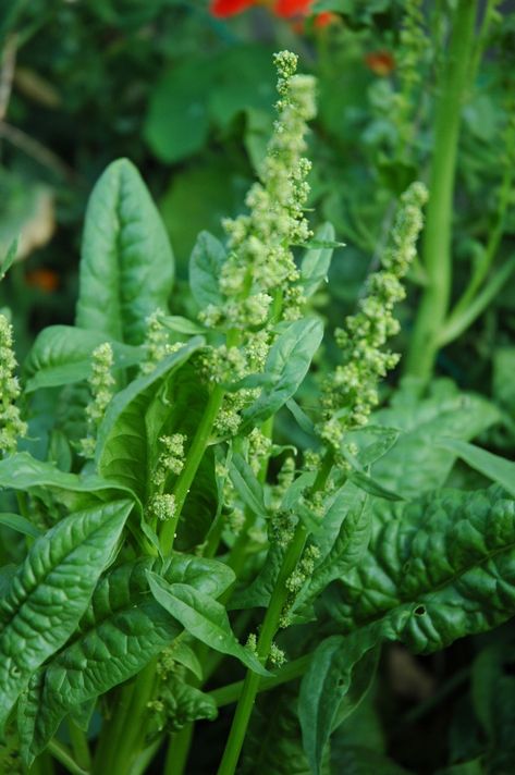 I have grown spinach every year in my vegetable garden since I started gardening. And as much as I promote sustainable practices in the organic garden, I have to admit I've never saved spinach seed. This year I am saving as much seed as possible. As... How To Harvest Spinach, Garden Design Vegetable, Growing Spinach, Spinach Seeds, Vegetable Harvest, Organic Vegetable Garden, Grasses Garden, Starting A Garden, Veg Garden