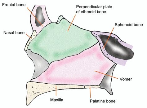 Nasal septum Palatine Bone, Sphenoid Bone, Nasal Septum