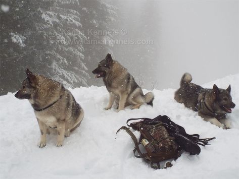 Merle Frenchie, Norwegian Elkhounds, Dogs Camping, Lil Ghost, Norwegian Elkhound, Family Cabin, Dog Camping, Dogs Breeds, The Vikings