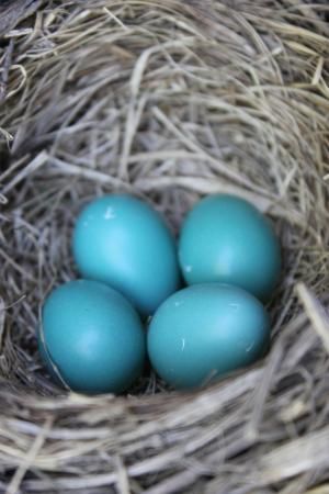 Serene Scene Robin Egg Blue Aesthetic, Nest Aesthetic, Blue Dress Aesthetic, Robin Eggs, Bird Fashion, Colorful Inspiration, Bird Nests, Spring Things, Eggshell Blue