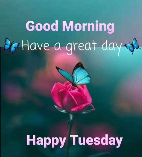 Tuesday Have A Great Day, Have A Great Tuesday, Happy Tuesday, Have A Great Day, Happy Quotes, Good Morning, Pins