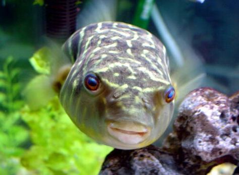 Fahaka Puffer Fish Pufferfish Eating Carrot, Porcupine Puffer Fish, Funny Puffer Fish, Freshwater Puffer Fish Aquarium, Green Spotted Puffer Fish, Puffer Fish, Small Fish, Dull Colors, Life Aquatic