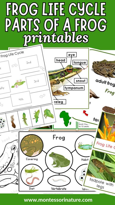 These resources are perfect for preschool, kindergarten, and Grade 1 students, providing them with 3 part cards, information cards, student booklets, and diagrams about frog life cycle, anatomy, types of frogs, and frog characteristics. These printables are a wonderful addition to a Spring Unit, wetlands study, Second Great lesson, or any other curriculum that focuses on nature and wildlife. Free Frog Life Cycle Printable, Animal Life Cycles Preschool, Frog Montessori, Frog Life Cycle Printable, Frog Life Cycle Activities, Life Cycles Kindergarten, Life Cycles Preschool, Farm Animals For Kids, Types Of Frogs