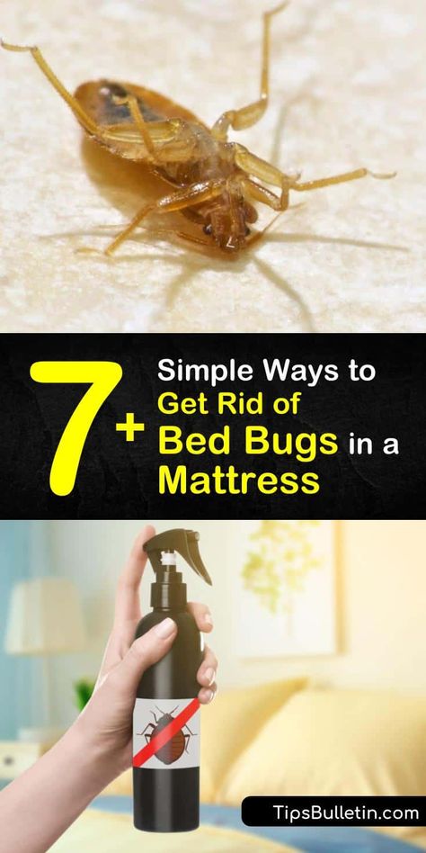 Bed Bug Remedies, Household Bugs, Homemade Insecticide, Signs Of Bed Bugs, Get Rid Of Bed Bugs, Bed Bug Spray, Bug Infestation, Bug Spray Recipe, Diatomaceous Earth Food Grade