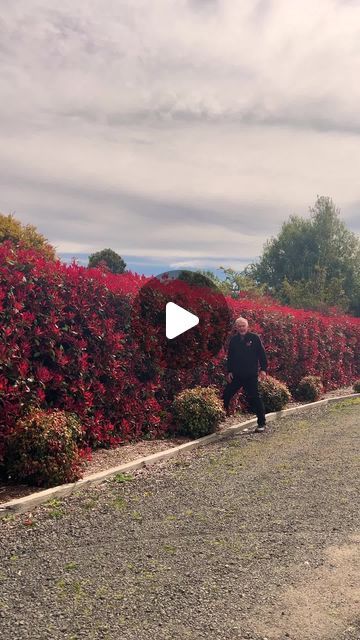 Hello Hello Plants on Instagram: "Are you a green hedge or a colourful hedge person? Let us know in the comments.👇
Get yours here: https://www.thetutuguru.com.au/shop/photinia-red-robin/
#HelloHelloPlants #Melbourne #Australia #HedgePlants #PhotiniaRedRobin" Planting Hedges, Photinia Red Robin Hedge, Hedge Garden, Hedge Garden Design, Red Robin Hedge, Garden Ides, Privet Hedge, Photinia Red Robin, Garden Hedges