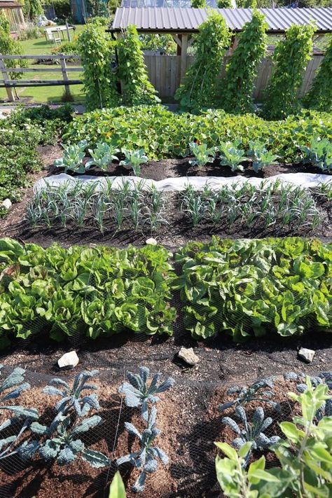 FAQ's no dig | No Dig Garden Produce Storage, No Dig Garden Layout, Tropical Cabin, Vegetable Gardening Ideas, No Dig Garden, Charles Dowding, Dig Gardens, Potager Garden, Backyard Vegetable Gardens