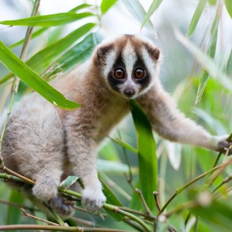 Slow loris Slow Loris, Fennec Fox, Great Ape, Endangered Animals, Primates, Endangered Species, Animals Of The World, Sweet Animals, Beautiful Creatures