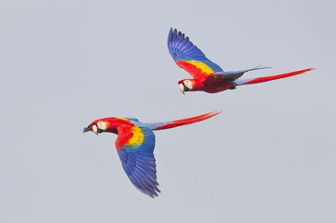 Flying Macaws : what exquisitely beautiful birds Parrot Flying, Inca Tattoo, Parrots Art, Macaw Parrot, Colorful Birds, Birds Flying, Google Sites, Animals Friends, Google Workspace