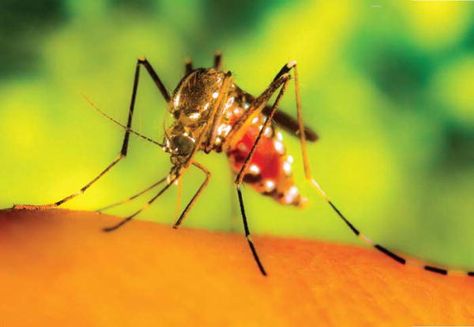 How to Defend Against the Effects of West Nile Virus West Nile Virus Symptoms, Basal Ganglia, West Nile Virus, Motor Neuron, Health Images, Brain Science, University Of Colorado, Central Nervous System, The Brain