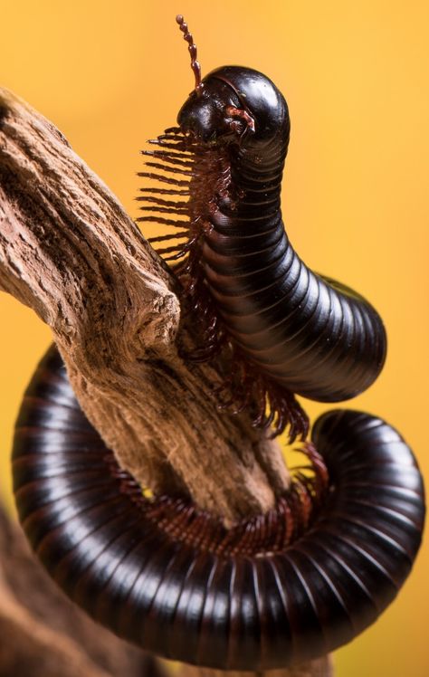 Paleozoic Era, Millipedes, Land Animals, Bug Tattoo, Cool Bugs, Interesting Animals, Macro Shots, Beautiful Bugs, Creepy Crawlies