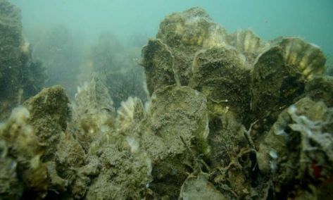 Re-establishing oyster beds to maximize their ecological benefits. Globally, less than 15 percent of the historic distribution of oyster reefs remain. Oyster reefs, salt marshes and seagrass beds provide valuable ecosystem services such as water filtration, shoreline protection and wave buffering during storm events. Rickety House, Geographic Information Systems, Ecosystem Services, Oyster Bed, Aquascape Design, Kelp Forest, Salt Marsh, North Carolina State University, Ocean Tattoos