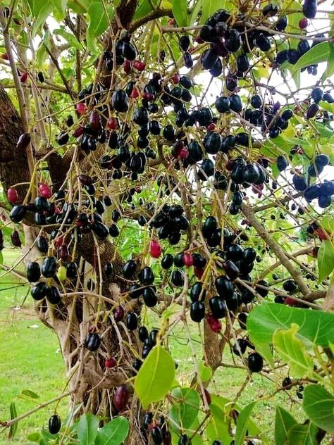 Jamun Desi from Village #jamun #blackberry #fruits #tree #photography #javaplum Berries Photography, Mindset Therapy, Bonsai Fruit Tree, Good Morning Rose Images, Vegetable Pictures, Best Nature Images, Farm Animal Coloring Pages, Blurred Background Photography, Farm Lifestyle