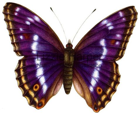 The Purple Emperor (Apatura iris) is a Eurasian butterfly of the Nymphalidae family. Purple Emperor Butterfly, Emperor Butterfly, Butterfly And Moth, Purple Emperor, Emperor Moth, Moth Species, Atlas Moth, Wood Butterfly, Peacock Butterfly